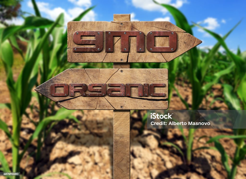 GMO and Organic Sign on a Corn Field Two wooden directional signs with text GMO (genetically modified organism and Organic on a corn field Agricultural Field Stock Photo