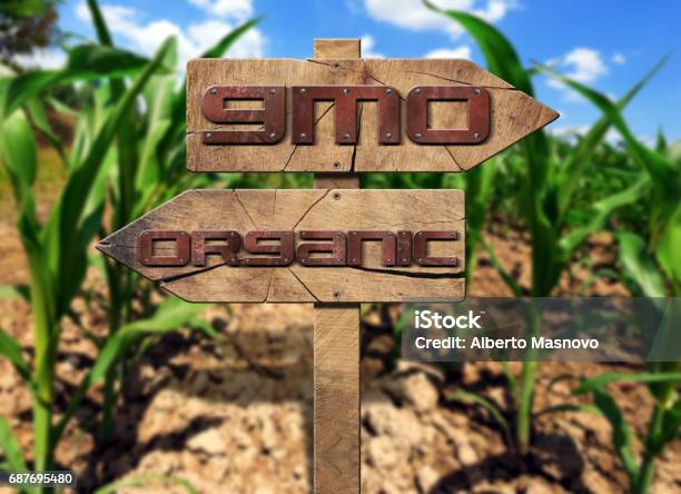 Gmo And Organic Sign On A Corn Field Stock Photo - Download Image Now - Agricultural Field, Agricultural Occupation, Agriculture