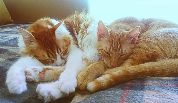 A couple of redhead cats taking a nap together on a cozy sofa.