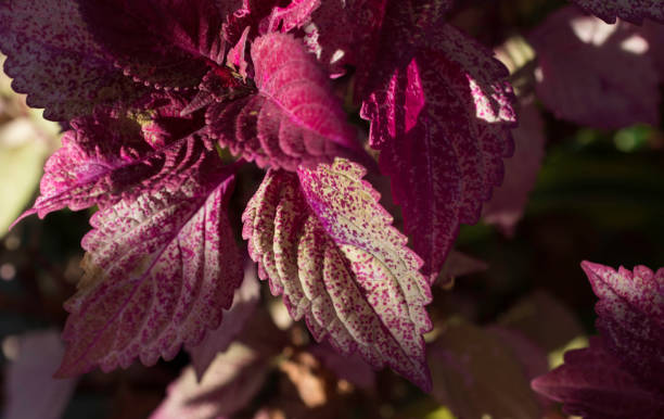 Close-Up of gold and burgundy polka dot coleus leaves A close-up of leaves on wine-red or burgundy coleus (Plectranthus scutellarioides), an ideal plant for shade gardens coleus plant plectranthus scutellarioides close up stock pictures, royalty-free photos & images