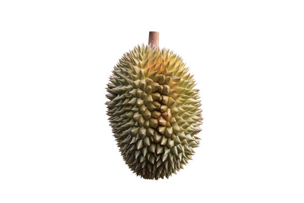 durian è il re della frutta. nel sud-est asiatico - southeast england foto e immagini stock