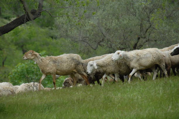 istock Grazing sheep in the pasture - Spain 687698240