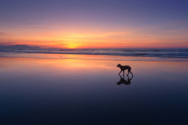 istock dog walking in the beach 687698786