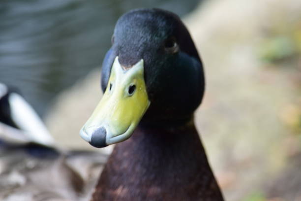 istock Male Mallard, head and neck. 687698990