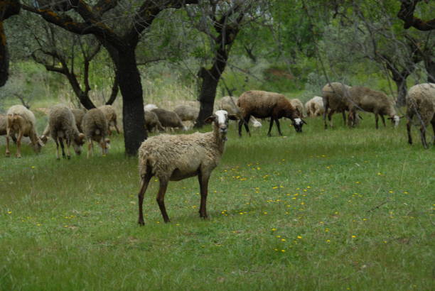 istock Grazing sheep in the pasture - Spain 687701494