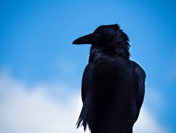 istock Silhouette Of Crow Against Blue Sky Background 687701600