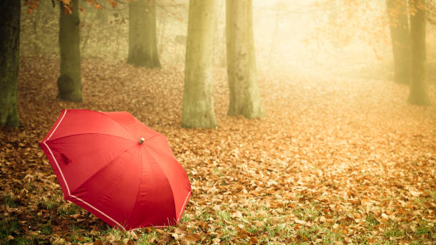 istock Red umbrella in autumn park on leaves carpet. 687702494