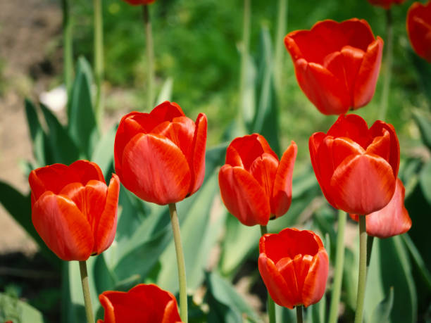 istock Red tulips in the garden 687702834