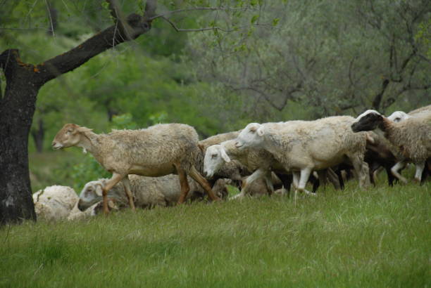 istock Grazing sheep in the pasture - Spain 687703228