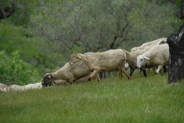 istock Grazing sheep in the pasture - Spain 687703232