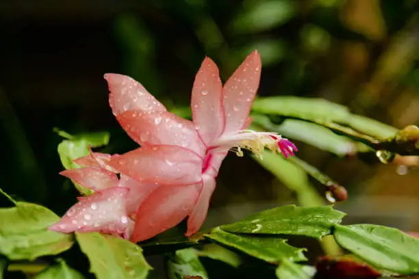 The Mayflower is one of the most cultivated cacti in the world, due to the exuberant beauty of its flowers, ease of cultivation and absence of thorns.