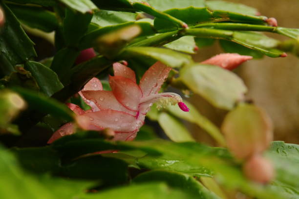 istock Beautiful flower of May 687707976