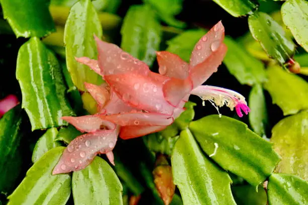 The Mayflower is one of the most cultivated cacti in the world, due to the exuberant beauty of its flowers, ease of cultivation and absence of thorns.