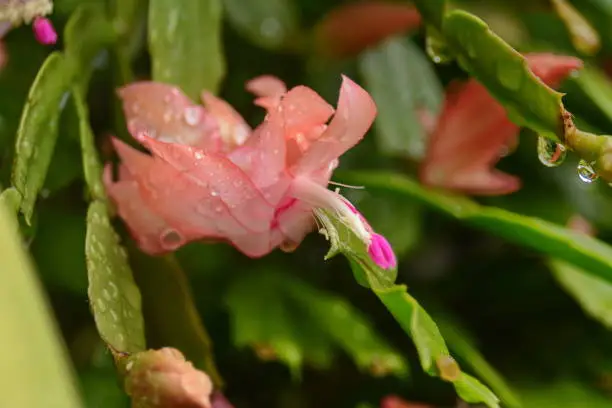 The Mayflower is one of the most cultivated cacti in the world, due to the exuberant beauty of its flowers, ease of cultivation and absence of thorns.