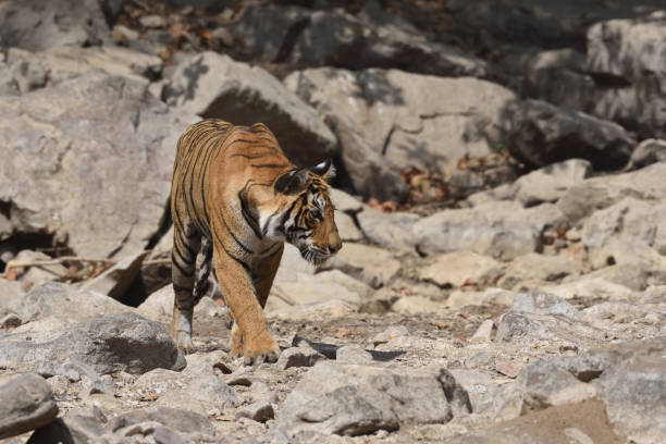istock Tiger roaring in Ranthambhore national park 687708282