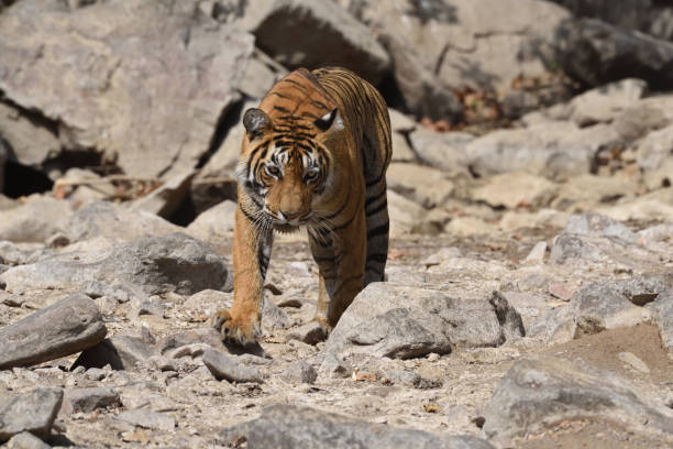 istock Tiger roaring in Ranthambhore national park 687708290