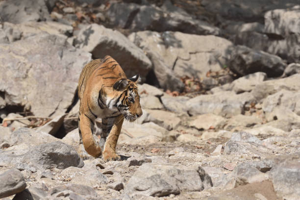 istock Tiger roaring in Ranthambhore national park 687708292