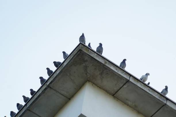 istock Pigeons sitting in line on a roof 687708362