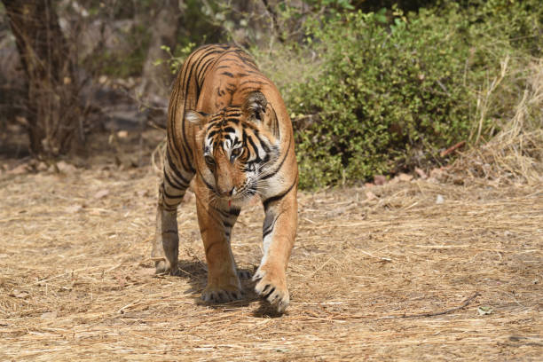 istock Tiger roaring in Ranthambhore national park 687708548