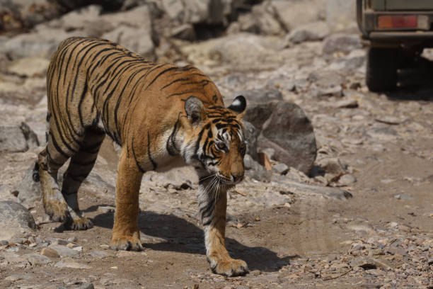 istock Tiger roaring in Ranthambhore national park 687708582