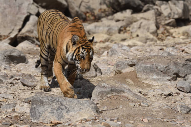 istock Tiger roaring in Ranthambhore national park 687708842