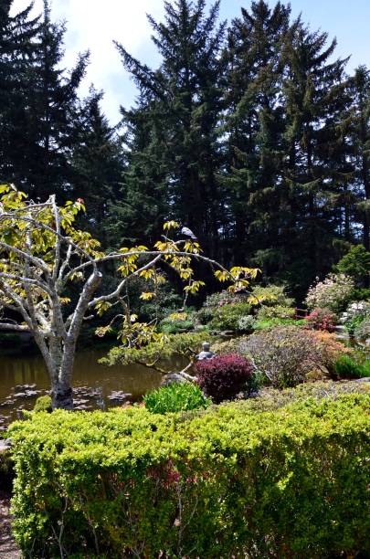 istock Shore Acres State Park, Charleston Oregon 687708928