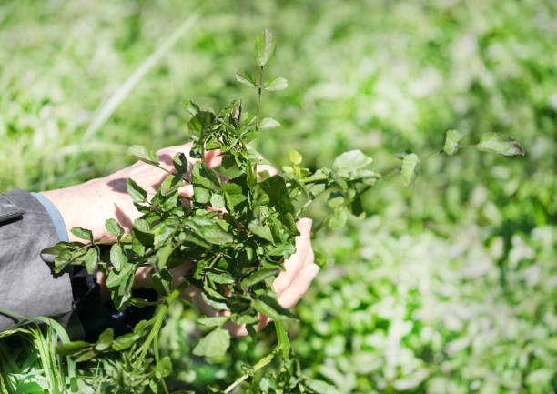 istock Handful of watercress 687709048
