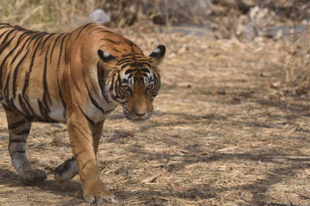 istock Tiger roaring in Ranthambhore national park 687709248
