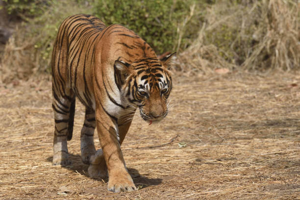 istock Tiger roaring in Ranthambhore national park 687709278