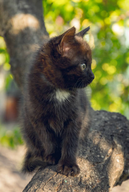 istock Black kitten in the spring garden 687714768
