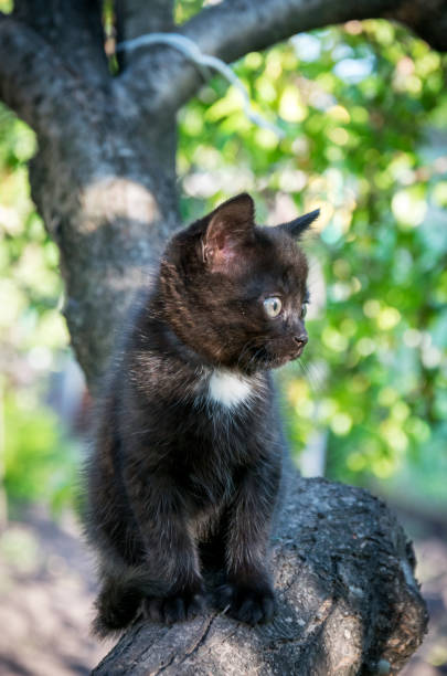 istock Curious kitten sits on a branch of a fruit tree 687714770