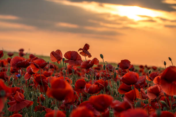 istock Red poppy flowers 687714840
