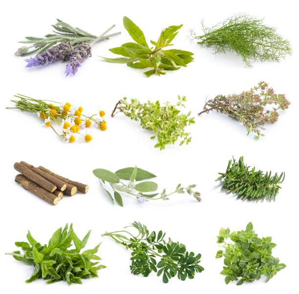 fines herbes fraîches de cuisine méditerranéenne - camomille plante aromatique photos et images de collection