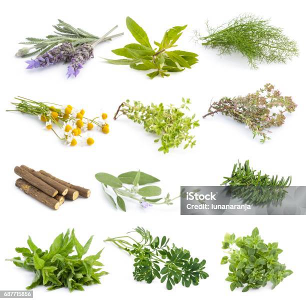 Photo libre de droit de Fines Herbes Fraîches De Cuisine Méditerranéenne banque d'images et plus d'images libres de droit de Objet ou sujet détouré - Objet ou sujet détouré, Phytothérapie, Racine de réglisse