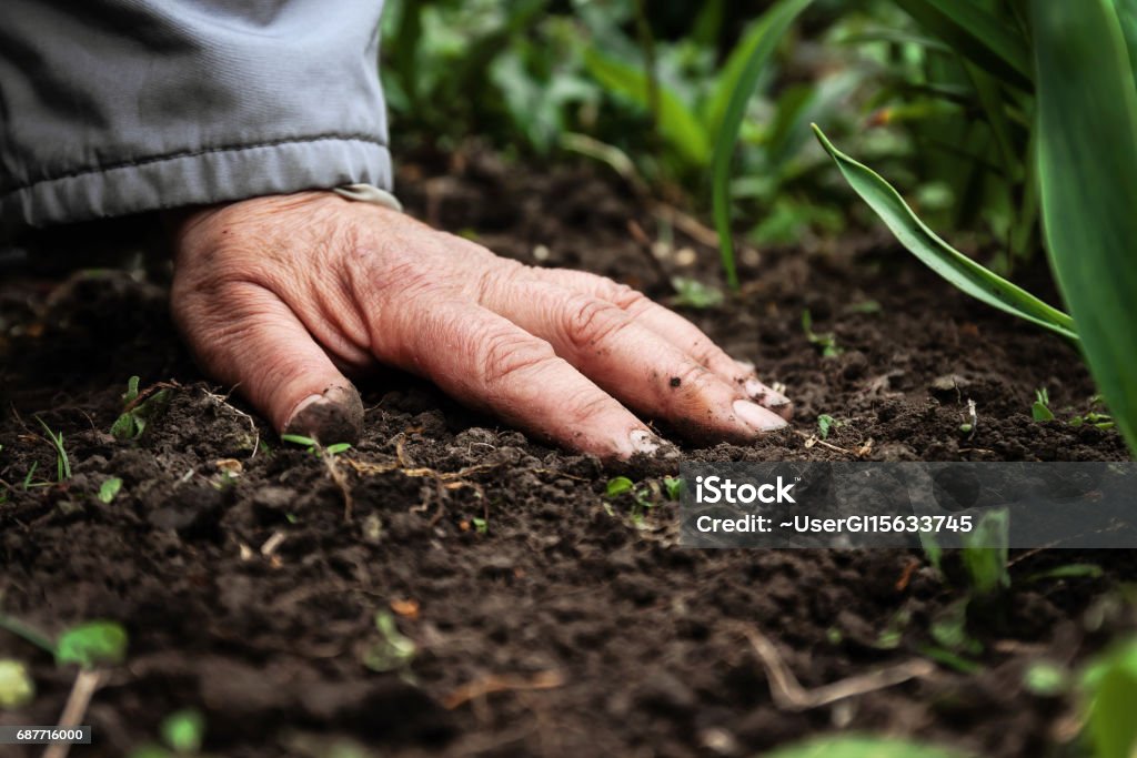 A female old hand on soil-earth. Close-up. Concept of old age-youth, life, health, nature A female old hand on soil-earth. Close-up. Concept of old age-youth, life, health, nature. Dirt Stock Photo