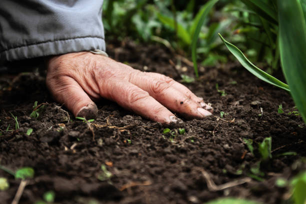 a female old hand on soil-earth. close-up. concept of old age-youth, life, health, nature - farmer imagens e fotografias de stock