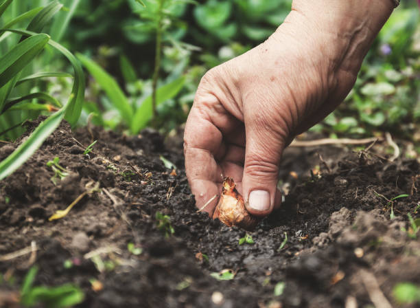 féminines main sadi dans le sol-sol de bulbes à fleurs. gros plan, concept de jardinage, jardinage - plante à bulbe photos et images de collection