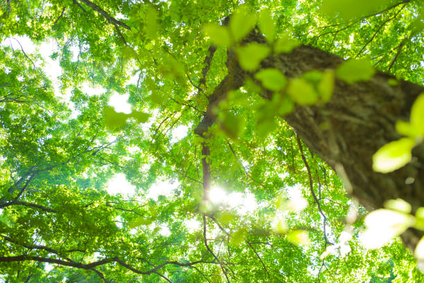 森林 木漏れ日 - sunspot grass area tree sun 뉴스 사진 이미지