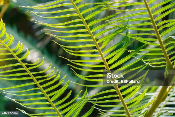 Turnip Fern Stock Photo - Download Image Now - Backgrounds, Botany, Cactus