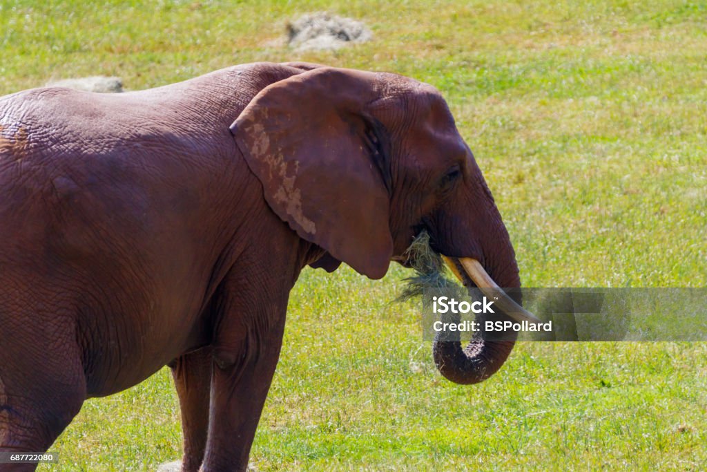 African Elephant Afican Elephant Africa Stock Photo