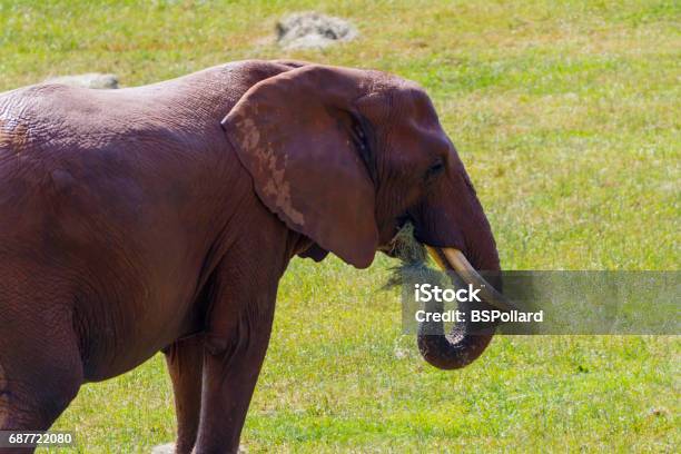 African Elephant Stock Photo - Download Image Now - Africa, Agricultural Field, Animal