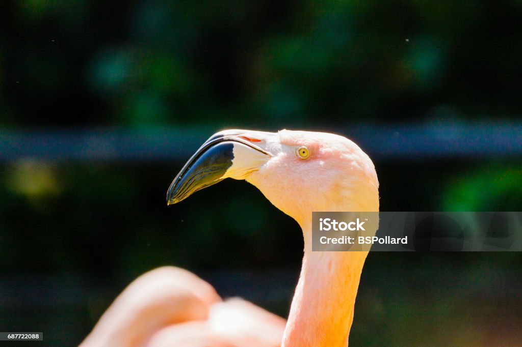 Flamingo Animal Stock Photo