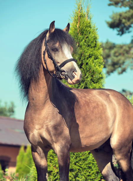 istock portrait of buckskin welsh pony 687722290