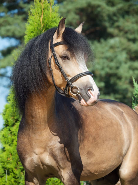 istock portrait of buckskin welsh pony 687722430