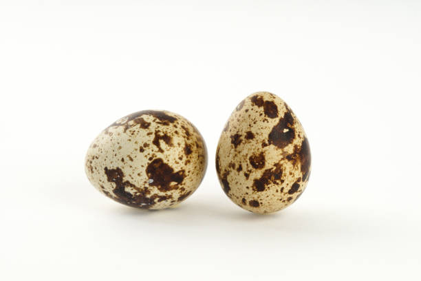 Quail egg isolated on white back ground stock photo