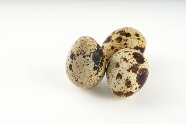 Quail egg isolated on white back ground stock photo