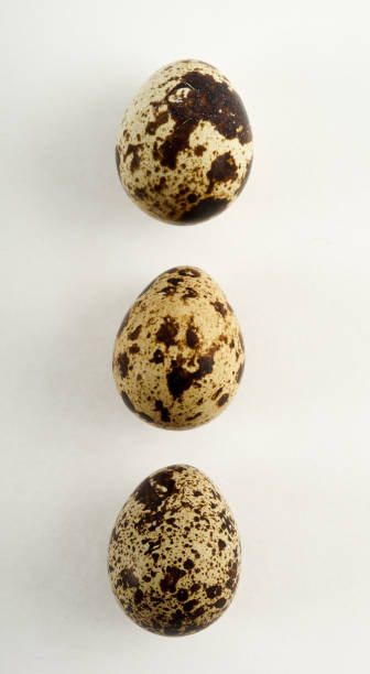 Quail egg isolated on white back ground stock photo