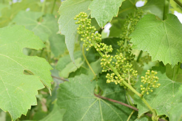 istock Leaves and vine shoots with bunch of buds 687736286