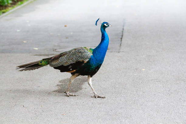 istock colorful peacock walking on a paved road 687741846