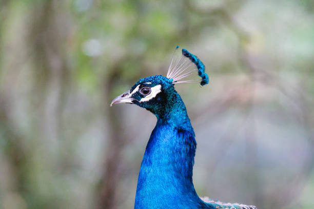 vogel pfau nahaufnahme - close up peacock animal head bird stock-fotos und bilder